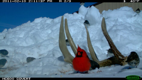 Discovering Nature and Wildlife With a Trail Camera Image